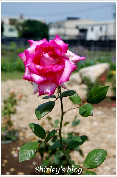 紫藤咖啡園：淡水‧紫藤咖啡園2015