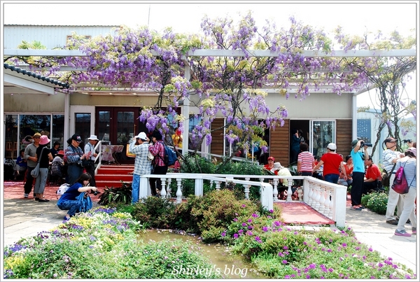 紫藤咖啡園：淡水‧紫藤咖啡園2015