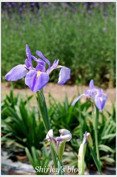 紫藤咖啡園：淡水‧紫藤咖啡園2015