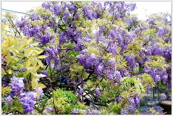紫藤咖啡園：淡水‧紫藤咖啡園2015