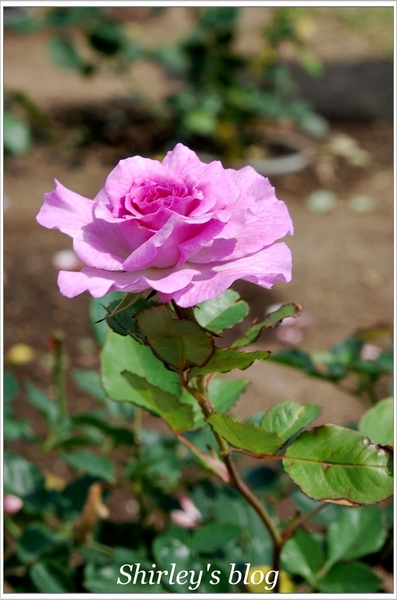 紫藤咖啡園：淡水‧紫藤咖啡園2015