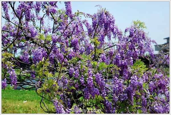 紫藤咖啡園：淡水‧紫藤咖啡園2015