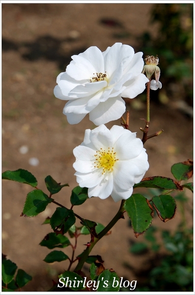 紫藤咖啡園：淡水‧紫藤咖啡園2015