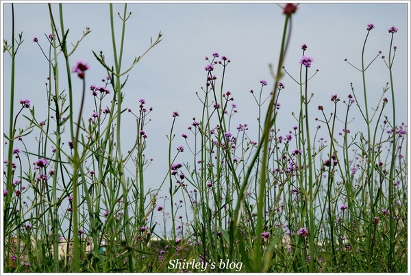 紫藤咖啡園：淡水‧紫藤咖啡園2015
