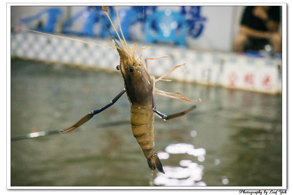 葉影瓶像版權所有