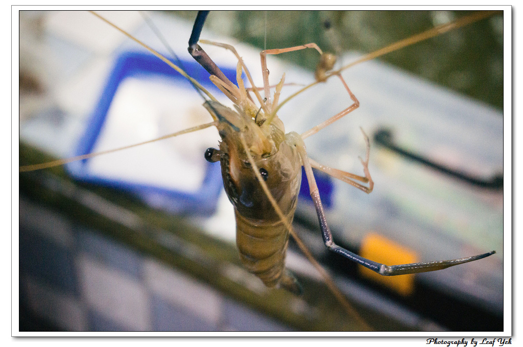 葉影瓶像版權所有