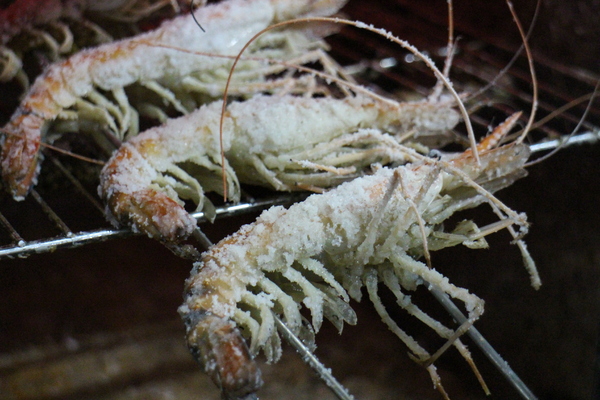 全球附合式運動休閒館:中和『全球複合式運動休閒館』釣蝦/保齡球館/棒壘球/撞球/飛鏢