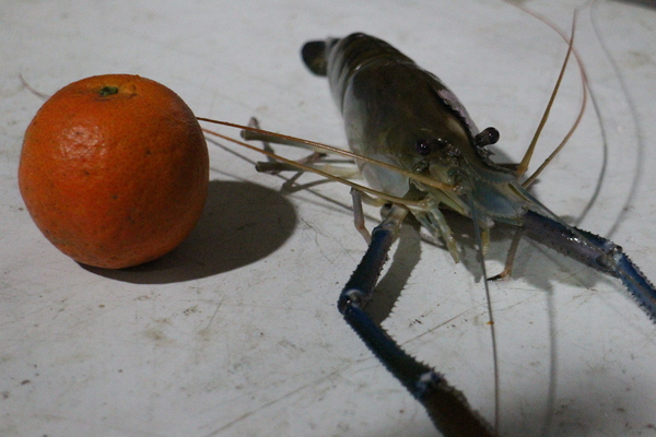 全球附合式運動休閒館:中和『全球複合式運動休閒館』釣蝦/保齡球館/棒壘球/撞球/飛鏢