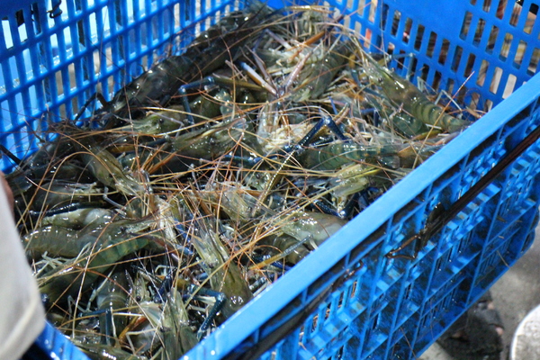 全球附合式運動休閒館:中和『全球複合式運動休閒館』釣蝦/保齡球館/棒壘球/撞球/飛鏢