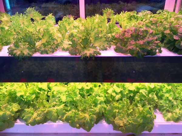 Nice Green美蔬菜廚房(台北大直鍋物店)：Nice Green美蔬菜廚房