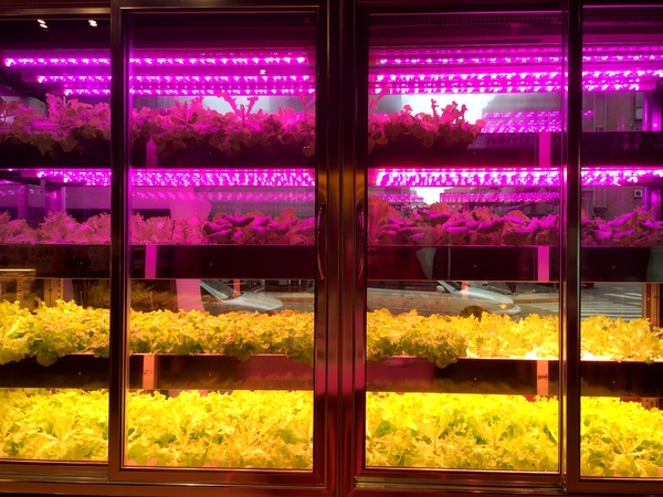 Nice Green美蔬菜廚房(台北大直鍋物店)：Nice Green美蔬菜廚房