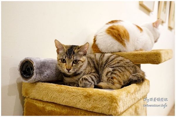 DeMo House:Big起司牛肉堡【Demo house早午餐】