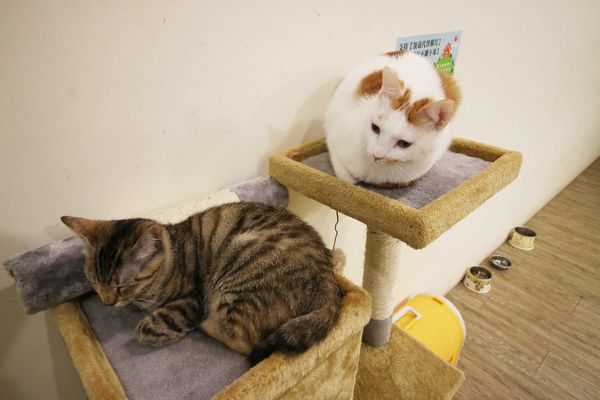 【桃園美食】Demo House-超美味漢堡早午餐