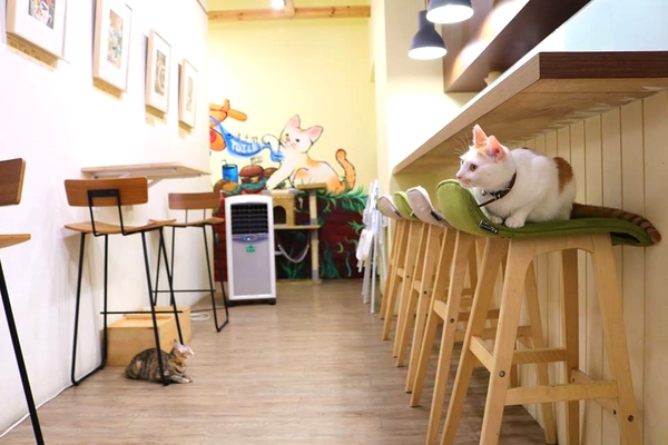 DeMo House:【桃園美食】DeMo House桃園寵物友善美式早午餐廳~坐在這享受美好的晨光午後,享用美食和玩貓咪,這樣悠閒的節奏還真不賴