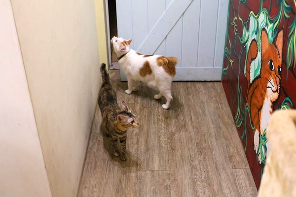 DeMo House:【桃園美食】DeMo House桃園寵物友善美式早午餐廳~坐在這享受美好的晨光午後,享用美食和玩貓咪,這樣悠閒的節奏還真不賴