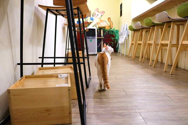 DeMo House:【桃園美食】DeMo House桃園寵物友善美式早午餐廳~坐在這享受美好的晨光午後,享用美食和玩貓咪,這樣悠閒的節奏還真不賴