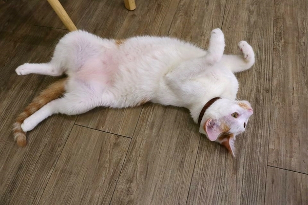 DeMo House:【桃園美食】DeMo House桃園寵物友善美式早午餐廳~坐在這享受美好的晨光午後,享用美食和玩貓咪,這樣悠閒的節奏還真不賴