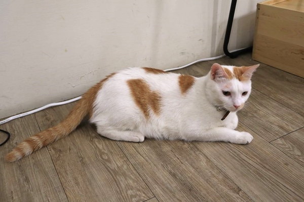 DeMo House:【桃園美食】DeMo House桃園寵物友善美式早午餐廳~坐在這享受美好的晨光午後,享用美食和玩貓咪,這樣悠閒的節奏還真不賴