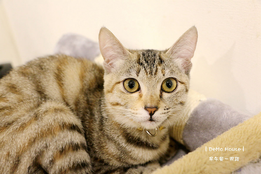 DeMo House桃園早午餐010