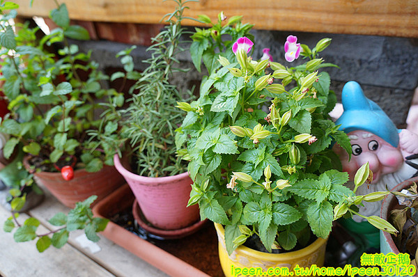 韓湘韓式餐廳(大灣店):【台南-永康區】銅板價x韓國手搖便當!! 大推韓國手搖便當.年糕鍋.辣炒年糕!~《韓湘韓式餐廳》