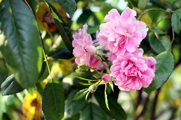 2015玫瑰花展：台北旅遊～士林官邸＊玫瑰花展（展期：2015/04/01~12）