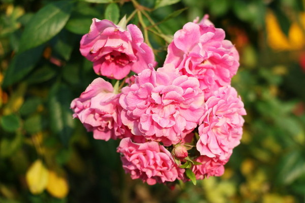 2015玫瑰花展：台北旅遊～士林官邸＊玫瑰花展（展期：2015/04/01~12）