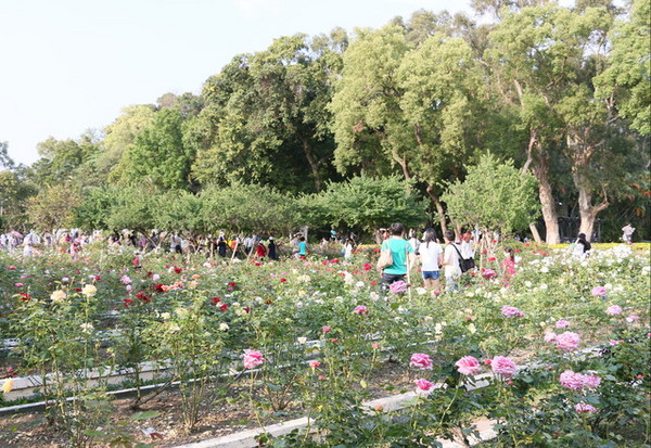2015玫瑰花展：台北旅遊～士林官邸＊玫瑰花展（展期：2015/04/01~12）