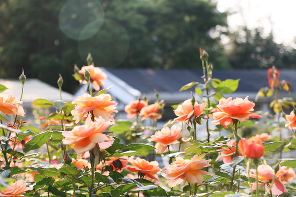 2015玫瑰花展：台北旅遊～士林官邸＊玫瑰花展（展期：2015/04/01~12）