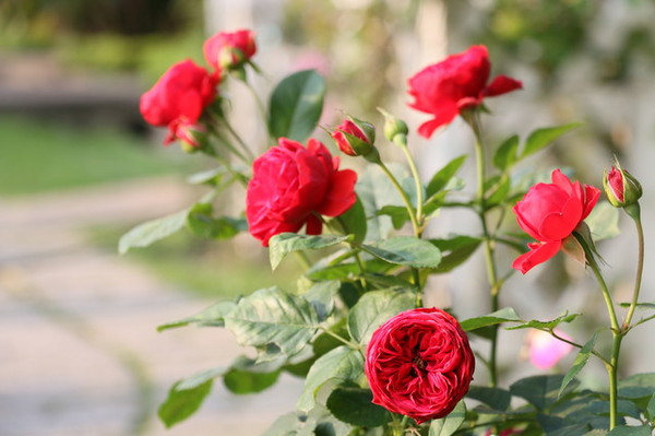 2015玫瑰花展：台北旅遊～士林官邸＊玫瑰花展（展期：2015/04/01~12）