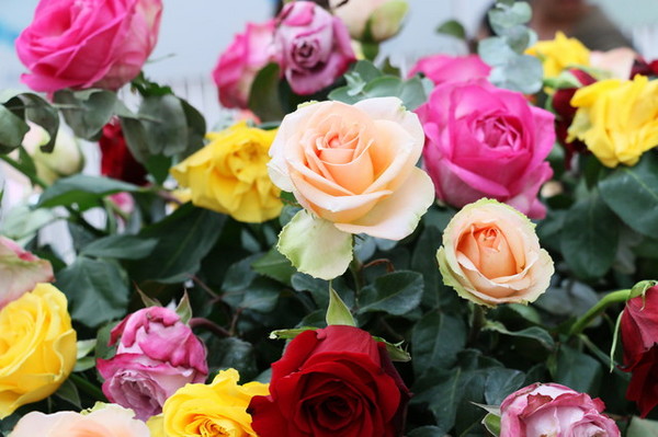 2015玫瑰花展：台北旅遊～士林官邸＊玫瑰花展（展期：2015/04/01~12）