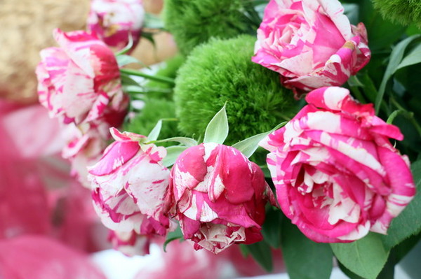 2015玫瑰花展：台北旅遊～士林官邸＊玫瑰花展（展期：2015/04/01~12）