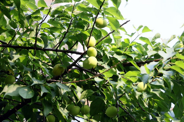 2015玫瑰花展：台北旅遊～士林官邸＊玫瑰花展（展期：2015/04/01~12）