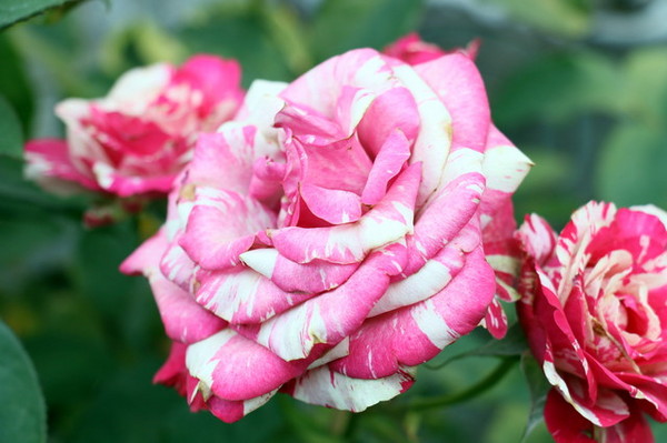 2015玫瑰花展：台北旅遊～士林官邸＊玫瑰花展（展期：2015/04/01~12）