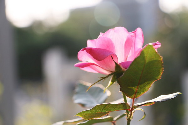 2015玫瑰花展：台北旅遊～士林官邸＊玫瑰花展（展期：2015/04/01~12）