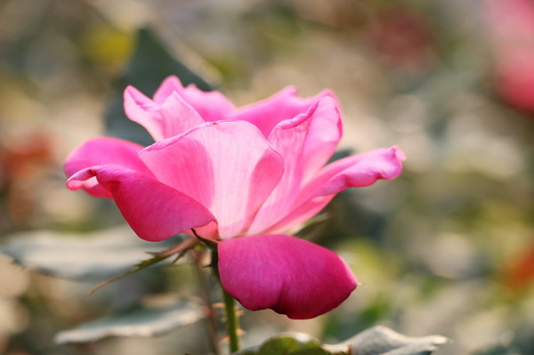 2015玫瑰花展：台北旅遊～士林官邸＊玫瑰花展（展期：2015/04/01~12）