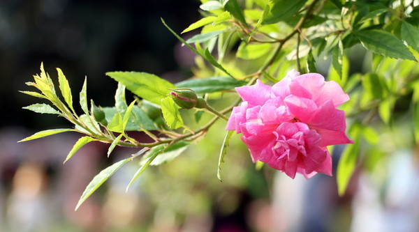 2015玫瑰花展：台北旅遊～士林官邸＊玫瑰花展（展期：2015/04/01~12）