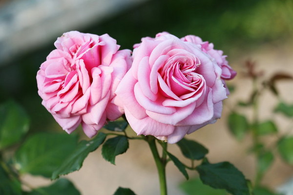 2015玫瑰花展：台北旅遊～士林官邸＊玫瑰花展（展期：2015/04/01~12）