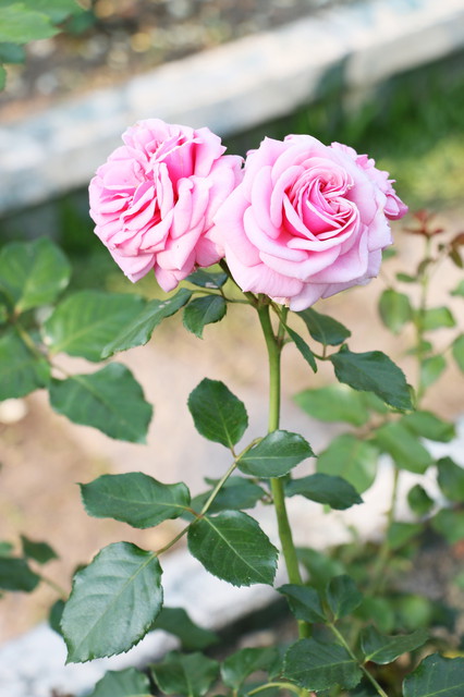 2015玫瑰花展：台北旅遊～士林官邸＊玫瑰花展（展期：2015/04/01~12）