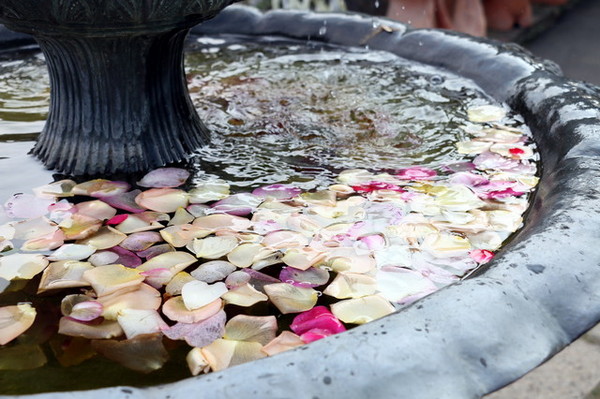 2015玫瑰花展：台北旅遊～士林官邸＊玫瑰花展（展期：2015/04/01~12）