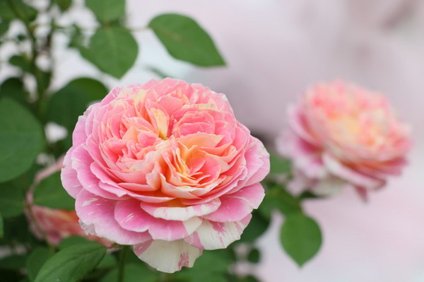 2015玫瑰花展：台北旅遊～士林官邸＊玫瑰花展（展期：2015/04/01~12）