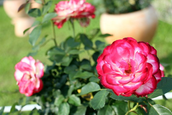 2015玫瑰花展：台北旅遊～士林官邸＊玫瑰花展（展期：2015/04/01~12）