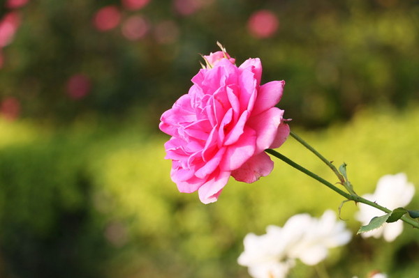 2015玫瑰花展：台北旅遊～士林官邸＊玫瑰花展（展期：2015/04/01~12）