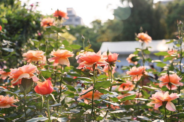 2015玫瑰花展：台北旅遊～士林官邸＊玫瑰花展（展期：2015/04/01~12）