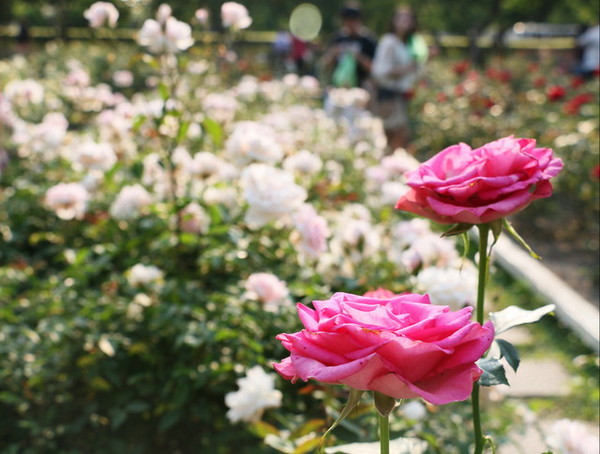 2015玫瑰花展：台北旅遊～士林官邸＊玫瑰花展（展期：2015/04/01~12）