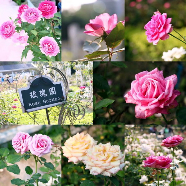 2015玫瑰花展：台北旅遊～士林官邸＊玫瑰花展（展期：2015/04/01~12）