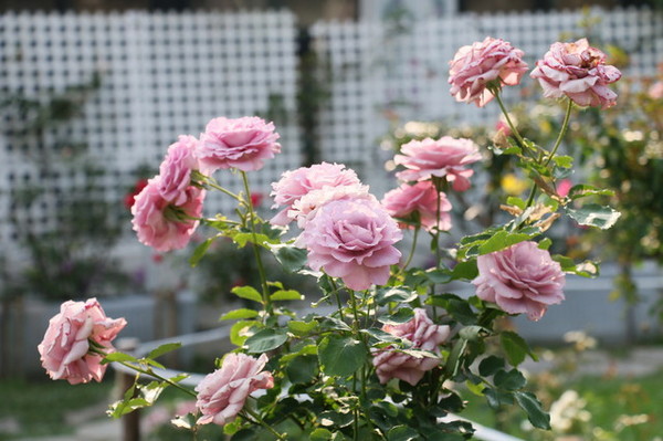 2015玫瑰花展：台北旅遊～士林官邸＊玫瑰花展（展期：2015/04/01~12）