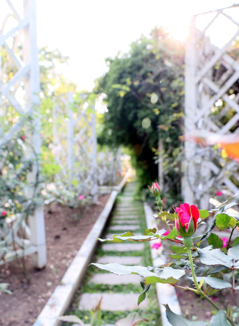 2015玫瑰花展：台北旅遊～士林官邸＊玫瑰花展（展期：2015/04/01~12）