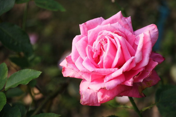 2015玫瑰花展：台北旅遊～士林官邸＊玫瑰花展（展期：2015/04/01~12）