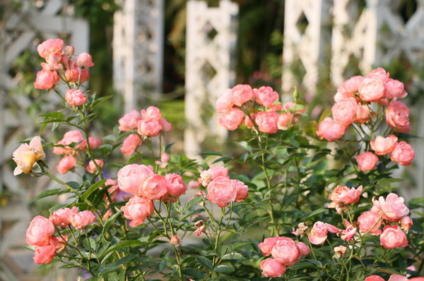 2015玫瑰花展：台北旅遊～士林官邸＊玫瑰花展（展期：2015/04/01~12）