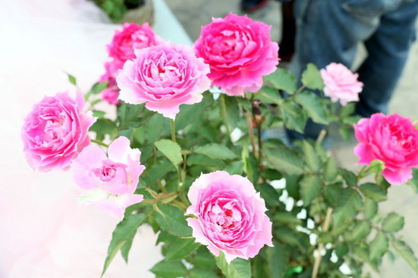 2015玫瑰花展：台北旅遊～士林官邸＊玫瑰花展（展期：2015/04/01~12）